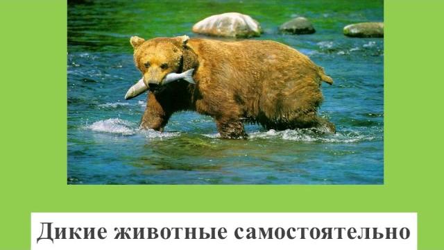 Дикие и домашние животные видео Дикие и домашние животные видео