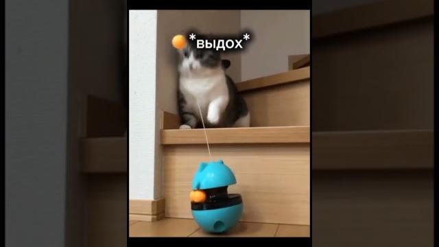 Комару, сколько у тебя ммр в доте? #комару #komaru #кошка #милота #смешно #юмор #весело #кот #мем Комару, сколько у тебя ммр в доте? #комару #komaru #кошка #милота #смешно #юмор #весело #кот #мем