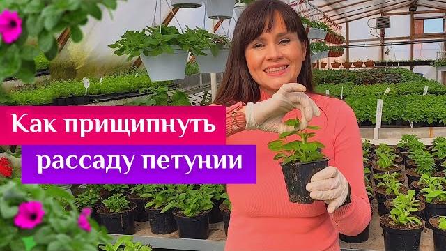 Как прищипнуть рассаду петунии Как прищипнуть рассаду петунии