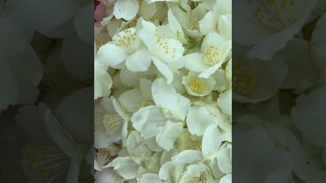 ЧАЙ ИЗ ЖАСМИНА (ЧУБУШНИКА) ЧАЙ ИЗ ЖАСМИНА (ЧУБУШНИКА)