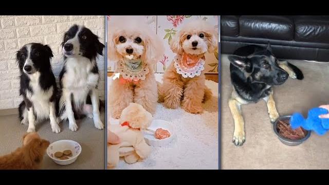 ЯДОВИТЫЙ КОРМ ) ПРИКОЛЫ ПРО СОБАК )) ЯДОВИТЫЙ КОРМ ) ПРИКОЛЫ ПРО СОБАК ))