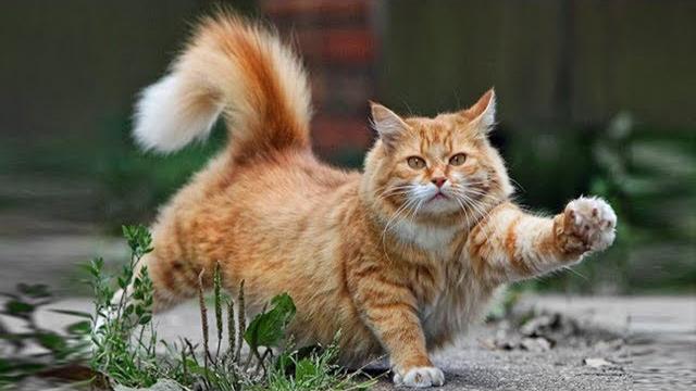 ВОТ, ЗАЧЕМ КОШКЕ ХВОСТ! ВОТ, ЗАЧЕМ КОШКЕ ХВОСТ!