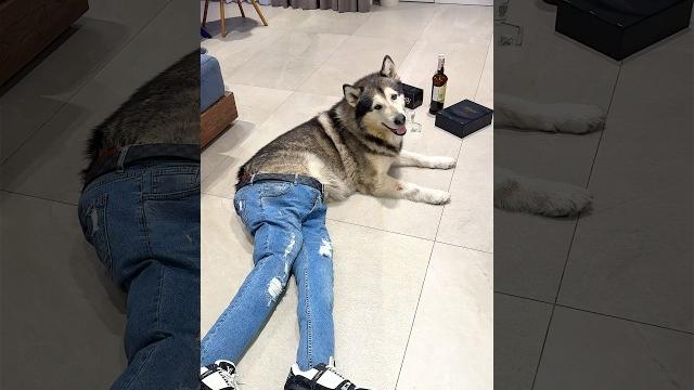 Пьяная Собака Drunk Dog Пьяная Собака Drunk Dog