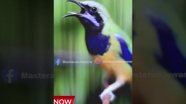 Tembakan Dasyat Kunti Cucak Cungkok Tembakan Dasyat Kunti Cucak Cungkok