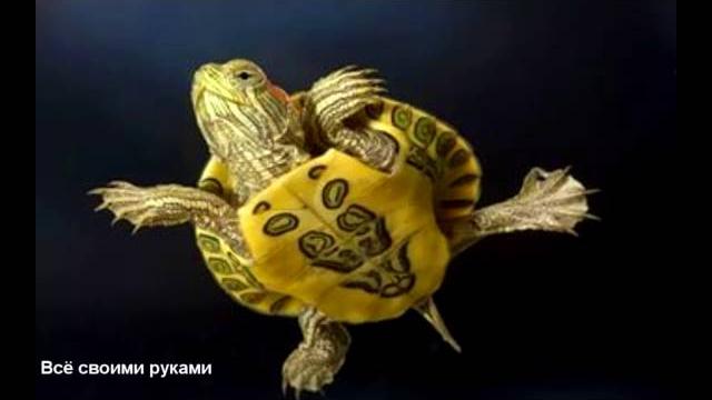 Интересные факты о красноухих черепахах! Интересные факты о красноухих черепахах!