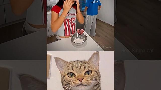 give this video title #cat #memes #funny #trending give this video title #cat #memes #funny #trending