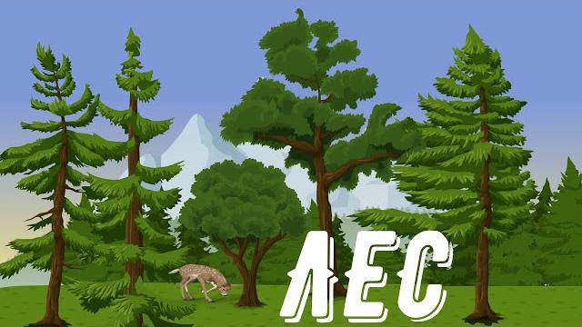 Forest. What is a forest? For children. Forest. What is a forest? For children.