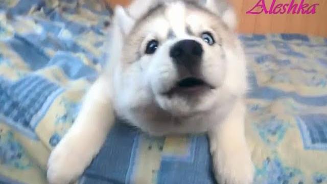 Смешные щенки лают. Смешные щенки лают.