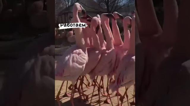 Розовые фламинго - Снимается кино Розовые фламинго - Снимается кино