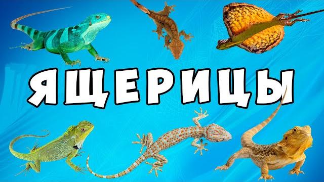 Удивительные ящерицы – развивающий мультик для детей | Карточки Домана про животных от Комарика Удивительные ящерицы – развивающий мультик для детей | Карточки Домана про животных от Комарика