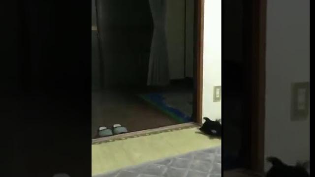 Прикол с совой Прикол с совой