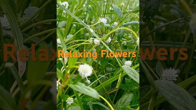 Beautiful flowers and relaxing music #relaxing #relax #relaxingmusic #flowers #natural #yt #ytshorts Beautiful flowers and relaxing music #relaxing #relax #relaxingmusic #flowers #natural #yt #ytshorts