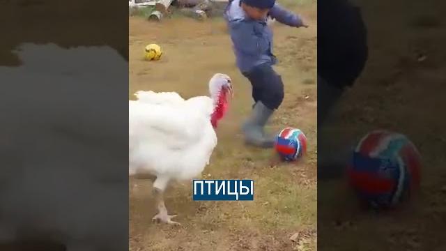 Якутские дети играют в футбол С ИНДЮКАМИ Якутские дети играют в футбол С ИНДЮКАМИ