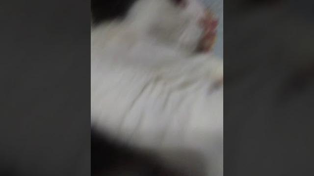 Кошачьи еноты кошачий ноты Кошачьи еноты кошачий ноты