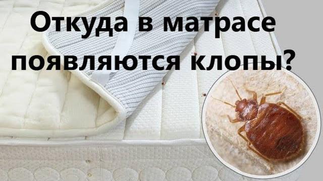 Откуда в матрасе появляются клопы? Откуда в матрасе появляются клопы?