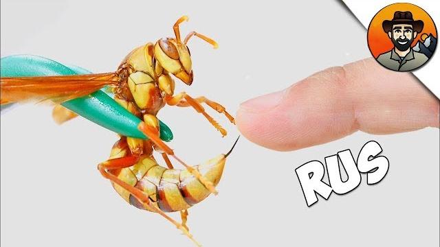 УКУС ОСЫ ПАЛАЧА / Койот Питерсон на русском УКУС ОСЫ ПАЛАЧА / Койот Питерсон на русском
