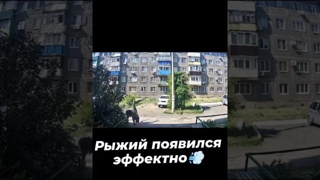 Эффектное появление #funnyvideo #funny #шуточное #лучшие #смешновидео #юмор #смешнойшортс Эффектное появление #funnyvideo #funny #шуточное #лучшие #смешновидео #юмор #смешнойшортс