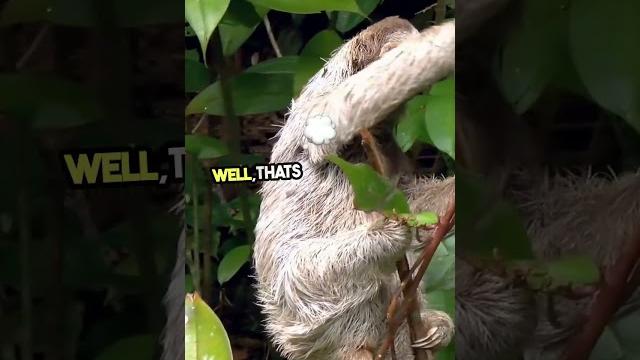 Sloth Fever The Oropouche Virus Sloth Fever The Oropouche Virus