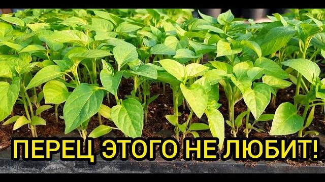 Главные ошибки при высадке перца в грунт! Главные ошибки при высадке перца в грунт!