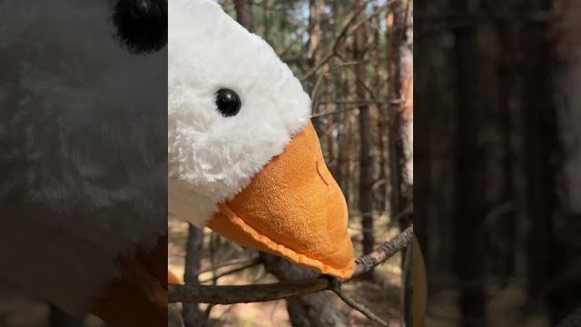 Разборки с борзым гусем Разборки с борзым гусем