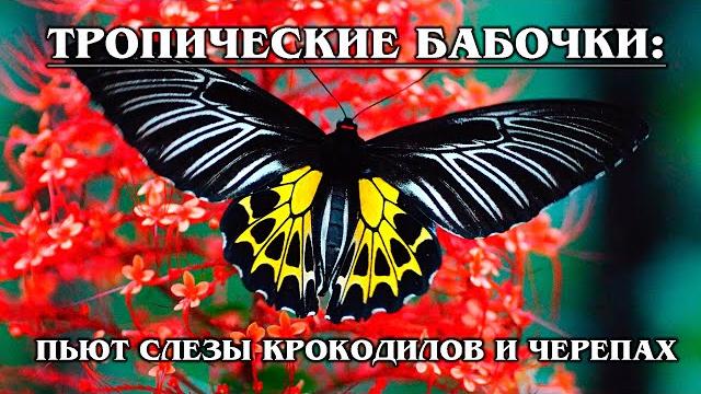 ТРОПИЧЕСКИЕ БАБОЧКИ: Самые красивые виды тропический бабочек | Интересные факты про бабочек ТРОПИЧЕСКИЕ БАБОЧКИ: Самые красивые виды тропический бабочек | Интересные факты про бабочек