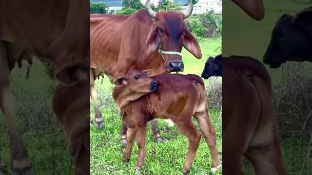 Animal sounds/ funny animal ️ #funny #cat #animals #cute #goat #cow #funnyvideo #animallife Animal sounds/ funny animal ️ #funny #cat #animals #cute #goat #cow #funnyvideo #animallife