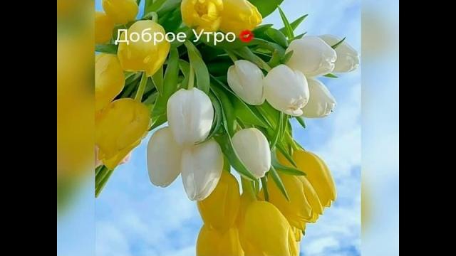 Доброе утро. Природа. Цветы. Доброе утро. Природа. Цветы.