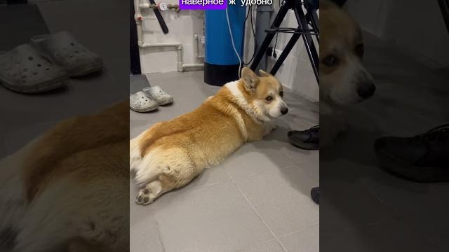 Корги и тренд !!!! #corgifun #корж #собака #corgi #собаки #pets #corgisftw #юмор #corgilove #puppy Корги и тренд !!!! #corgifun #корж #собака #corgi #собаки #pets #corgisftw #юмор #corgilove #puppy