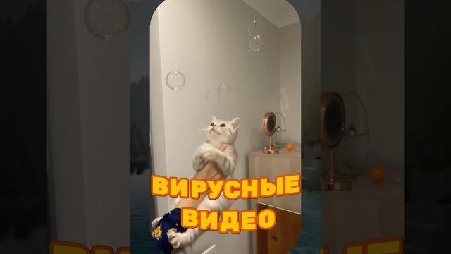 ВИРУСНЫЕ ВИДЕО / Собака вытворяет ВИРУСНЫЕ ВИДЕО / Собака вытворяет