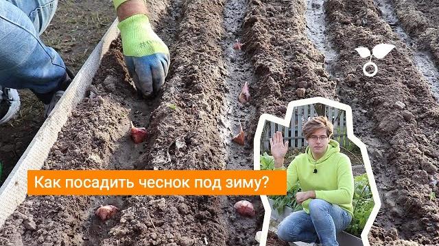 Как посадить чеснок под зиму? Как посадить чеснок под зиму?