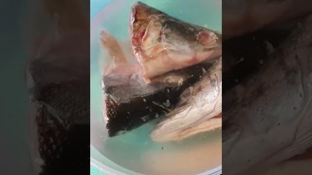Щучьи головы с чесноком Щучьи головы с чесноком