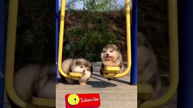 ЛУЧШИЕ ПРИКОЛЫ С ЖИВОТНЫМИ #tiktok #тикток #животные #animals #аляскинскиймаламут #маламут #husky ЛУЧШИЕ ПРИКОЛЫ С ЖИВОТНЫМИ #tiktok #тикток #животные #animals #аляскинскиймаламут #маламут #husky