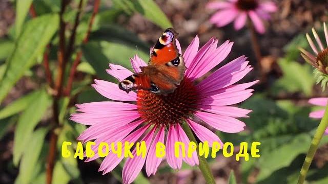 Бабочки в природе. Виды бабочек. Бабочки в природе. Виды бабочек.