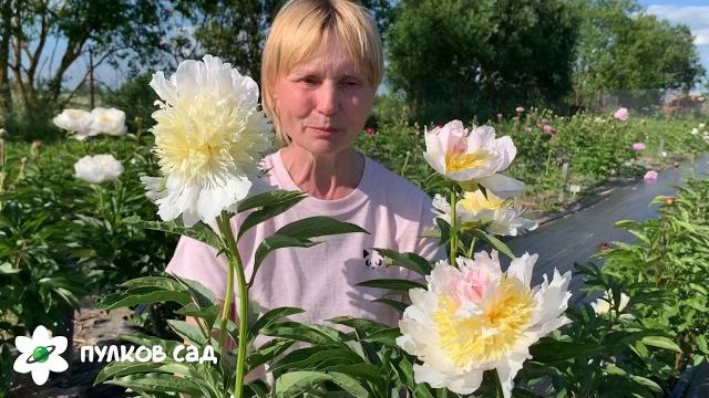 Top brass peony. Топ брасс пион. Пулков сад Top brass peony. Топ брасс пион. Пулков сад