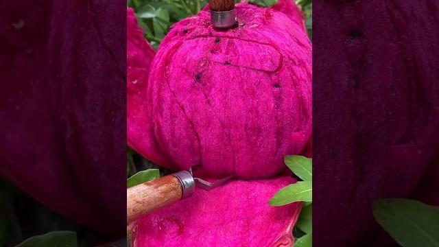 Enjoy Beautiful Love Dragon Fruit Enjoy Beautiful Love Dragon Fruit