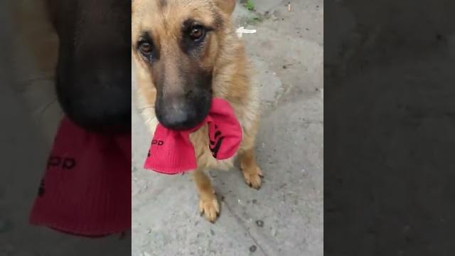 немецкая овчарка приколы немецкая овчарка приколы