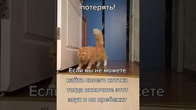 Звук чтобы Котик прибежал ⬛ Звук чтобы Котик прибежал ⬛