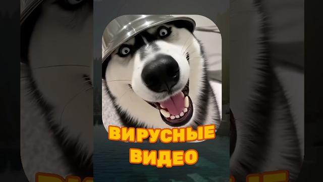 ВИРУСНЫЕ ВИДЕО / Обезьяна уборщик ВИРУСНЫЕ ВИДЕО / Обезьяна уборщик