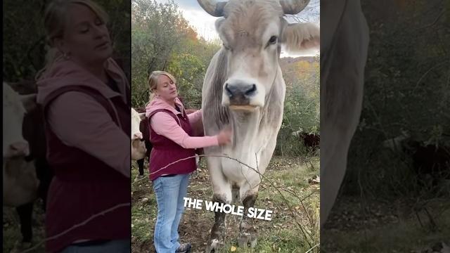 This man owns a giant animal on his farm This man owns a giant animal on his farm