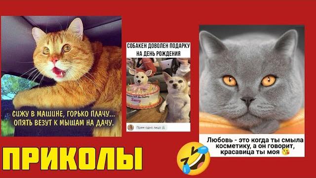 Не виноватая я! Оно само смешное! Котомемы, которые рассмешат всех! смешные картинки приколы Не виноватая я! Оно само смешное! Котомемы, которые рассмешат всех! смешные картинки приколы