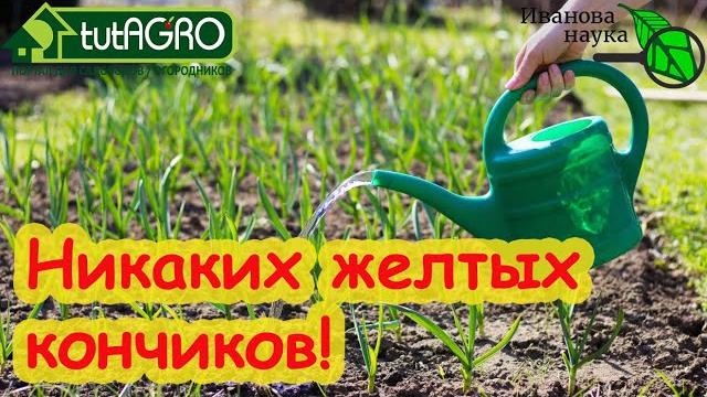 МОЙ ЧЕСНОК НИКОГДА НЕ ЖЕЛТЕЕТ! Одна подкормка и нет желтых кончиков! Сделайте её и будете с урожаем! МОЙ ЧЕСНОК НИКОГДА НЕ ЖЕЛТЕЕТ! Одна подкормка и нет желтых кончиков! Сделайте её и будете с урожаем!