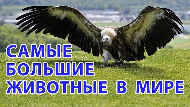 САМЫЕ БОЛЬШИЕ ЖИВОТНЫЕ В МИРЕ САМЫЕ БОЛЬШИЕ ЖИВОТНЫЕ В МИРЕ