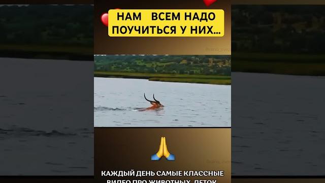Чему она учит Тебя?#животные #дослез #мотивация #кризис #страх #успех #смерть #счастье #мурашки Чему она учит Тебя?#животные #дослез #мотивация #кризис #страх #успех #смерть #счастье #мурашки