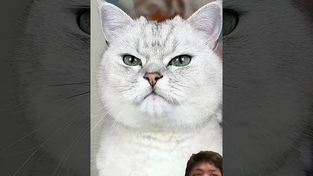 funny Video part57 #cat #funny #funnycats #comedy #memes #cats #drgadget #spiderman #ilovegadgets funny Video part57 #cat #funny #funnycats #comedy #memes #cats #drgadget #spiderman #ilovegadgets