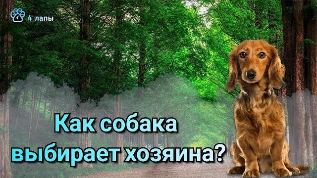Как собака выбирает хозяина? Как собака выбирает хозяина?