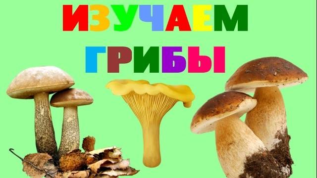 Изучаем грибы. Названия грибов. Стихи про грибы для детей. Обучающее видео для малышей Изучаем грибы. Названия грибов. Стихи про грибы для детей. Обучающее видео для малышей