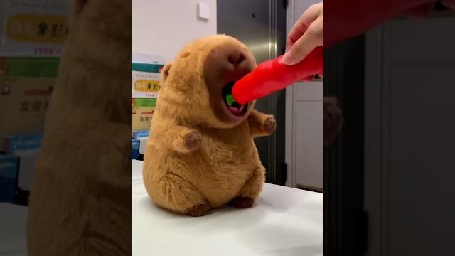 The Greedy Capybara Eats Anything You Give Her! #cute #funnyanimals #capybara #healing #funnytoys The Greedy Capybara Eats Anything You Give Her! #cute #funnyanimals #capybara #healing #funnytoys