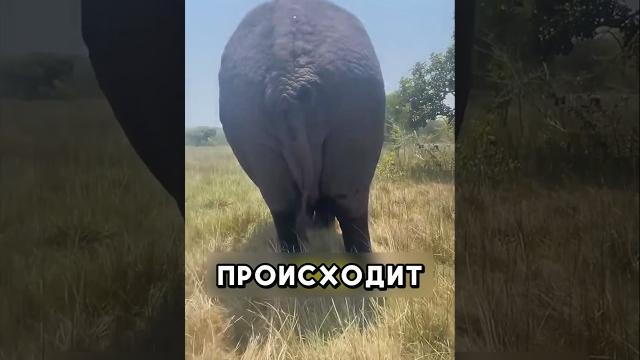 Это видео тронет ваше сердце #shorts #добро Это видео тронет ваше сердце #shorts #добро