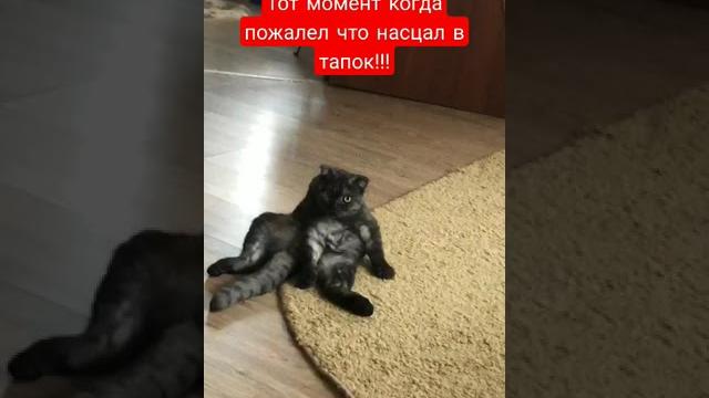 кошке голову отрезать кошке голову отрезать
