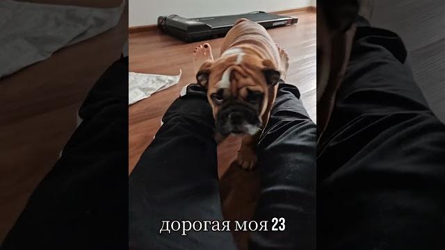 вечно голодная Тучка #собака #суперсобака #собаки #смешновидео #животные #englishbulldog #прикол вечно голодная Тучка #собака #суперсобака #собаки #смешновидео #животные #englishbulldog #прикол